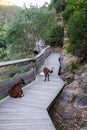 Goats on the pathways and rocks at Arouca Geopark, on river Paiva, Portugal